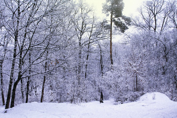 Walking with a sled in a winter snowy forest