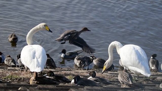 水辺の鳥。冬鳥。渡り鳥。オオハクチョウの成鳥草ついばむ、オナガガモの雌雄。日本、千葉県。2020年1月。スローモーション