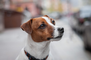 Close up portrait of cute red dog jack russell terrier