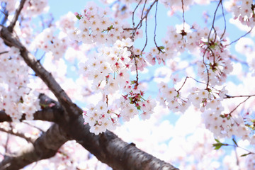 さくら　青空