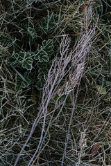 Green grass with morning frost and sunlight in garden, Frozen plants for abstract natural background, Young shoots of winter wheat at spring day. Autumn hoarfrost