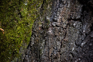 Tilia bark covered with green moss