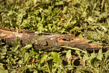 A piece of branch with bark in the green grass