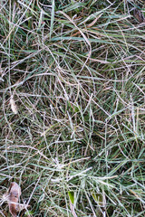 Green grass with morning frost and sunlight in garden, Frozen grass on meadow at sunrise, Plants for abstract natural background, Young shoots of winter wheat at spring day, Spring or autumn hoarfrost