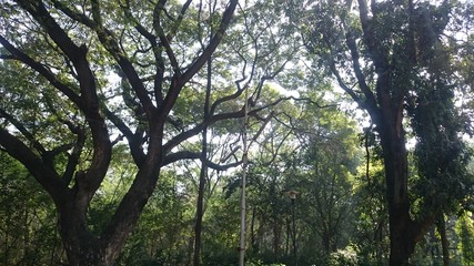 Fototapeta premium Trees with lamp post