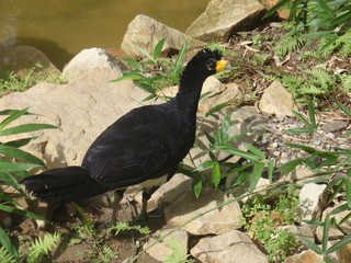 Black exotic bird