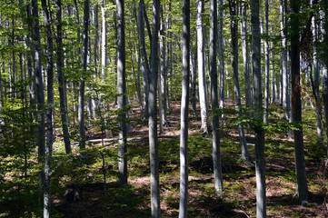 Fototapeta na wymiar A beautiful beech forest in the summer. A game of light and shadow. Trees in the forest.