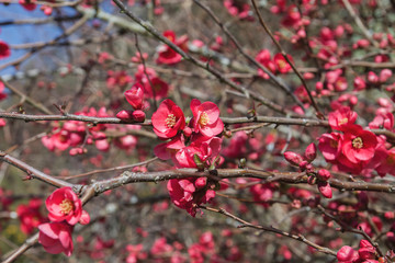 Chaenomeles japonica springtime flowers blooming