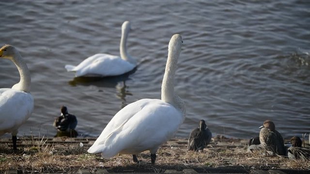 水辺の鳥。冬鳥。渡り鳥。オオハクチョウの成鳥、オナガガモの雌雄。日本、千葉県。2020年1月。4k動画
