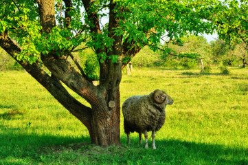 a sheep in the garden. in the pasture