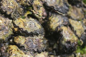 close up view of coral reefs