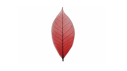 Fototapeta na wymiar Red dry leaves isolated on a white background.