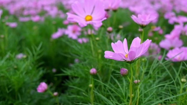 Pink cosmos flowers blown by the wind during the daytime. full hd 59.94 fps