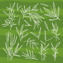 Bamboo plants and leaves hand drawn graphic set. Exotic forest elements white outlined on green background. Asian nature illustration