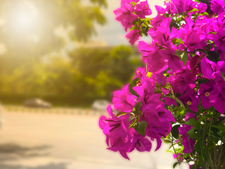 Beautiful pink Bougainvillea flowers in blurred background.