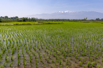 Rice field Lahijan Mountains Iran