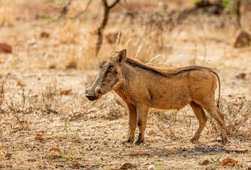 Warthog in South African Game Reserve 