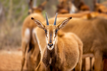 Sable antelope in the Wild, South Africa 