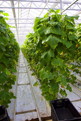 Large glass greenhouse. Growing cucumbers in greenhouse conditions