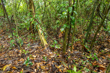 green leaves in south american nature