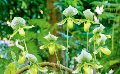 Obraz na płótnie Canvas Group of green lady’s slipper orchid blossom in flower garden