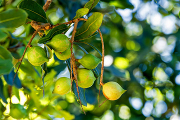 Close up of fresh macadamia nuts hanging on its tree in fruit orchard