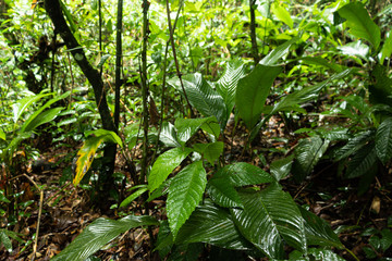 green leaves in south american nature
