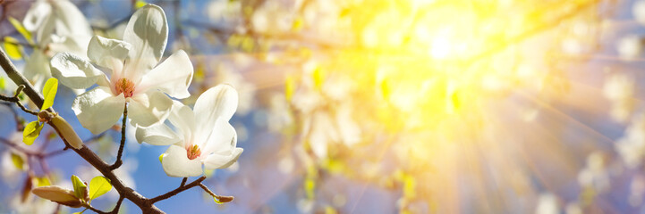 Banner 3:1. White magnolia flower on tree against blue sky and sun lights. Spring background. Soft...