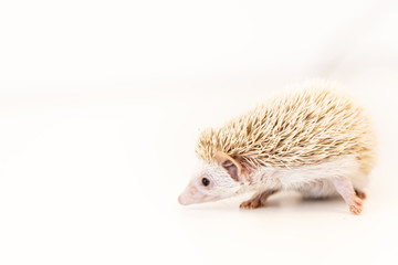 cute baby hedgehog pet on a white table isolated to a white background.