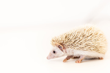 cute baby hedgehog pet on a white table isolated to a white background.