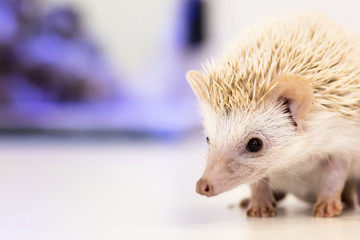 cute baby hedgehog pet on a white table isolated to a white background.