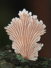 Schizophyllum commune, known as split gill or splitgill mushroom, wild medicinal fungus from Finland