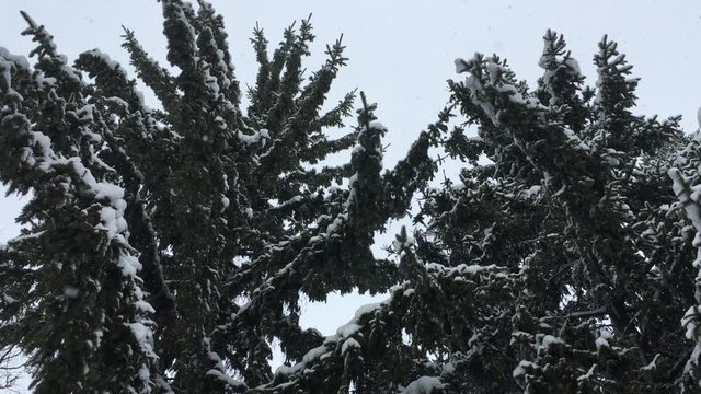 Snow falls from the sky on the branches of the Christmas tree