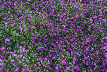 Naklejka premium Nature summer spring background with small flowers