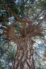 The branches and leaves of the trees in the sun