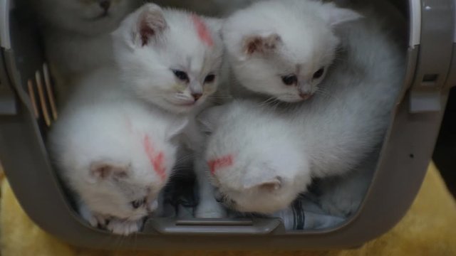 White kittens in a feline carrying.1920 X 1080 Full Hd.