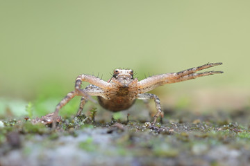 Xysticus audax, known as a ground crab spider