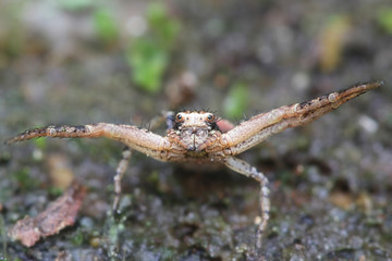 Xysticus audax, known as a ground crab spider