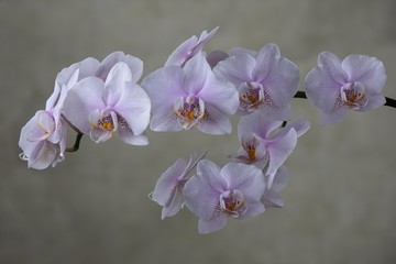 Fototapeta na wymiar Closeup branch of a blooming orchid