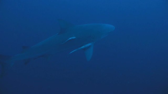 Bull shark in open water, underwater shot