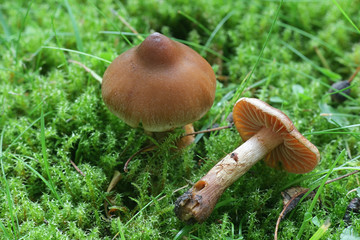 Cortinarius hinnuleus, known as Earthy Webcap, wild mushroom from Finland