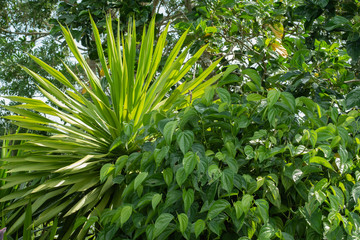 Natural background, green tropical leaf.