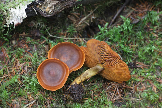 Cortinarius malicorius, known as saffron-colored cort or saffron colored webcab, wild mushrooms from Finland