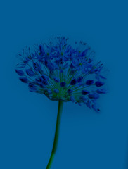 Klassischer blauer Hintergrund. Nahaufnahme einer tropischen Pflanze in klassischer blauer Farbe. Farbe des Jahres 2020 © Olga Ionina