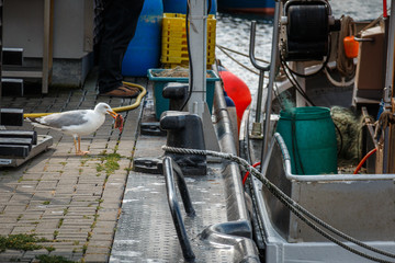 M&ouml;we bei Nahrungsbeschaffung am Hafen in Gager auf der Insel R&uuml;gen an der Ostsee