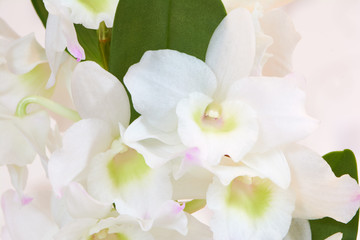 White flowers Dendrobium orchid, living tropical plant. Orchid Dendrobium.Flowers in a botanical...