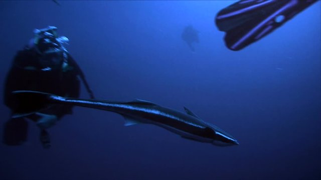 Remora sucker fish