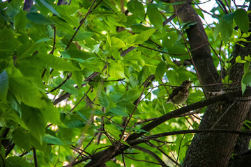Wildlife. Starling on the branches of a tree. On a Sunny summer day.