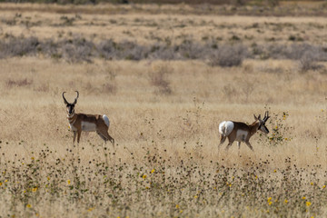 Fototapeta premium Pronghorn Antelope Bucks in Autumn