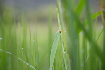Rice green field with lady bug insect holding on leaves with waterdrops in nature background